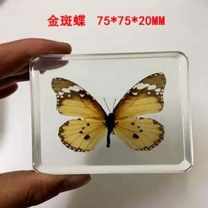 Animal Specimen Onderwijs Kinderen Speelgoed Dier Vlinder Hars Specimen Amber Goederen Van Voor Display Eerder Dan Voor Dragonfly: Monarch Butterfly
