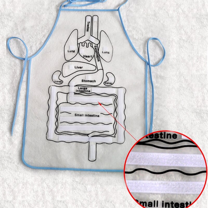 Anatomy Apron Human Body Organs Awareness Educational Insights Toys for Children Preschool Science Homeschool Teaching Aids