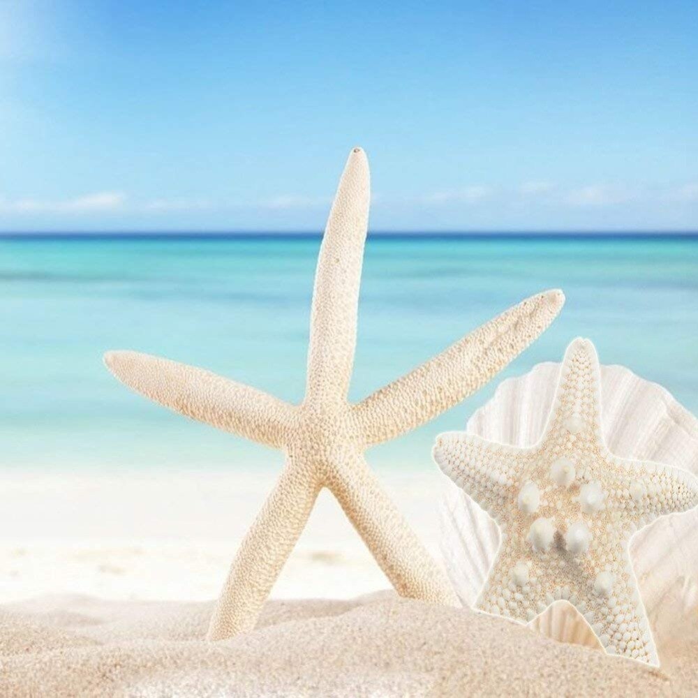 10PCS Starfishes Ocean Beach Starfish for Wedding Decor Beach Theme Party, Home Decorations,DIY Crafts, Fish Tank