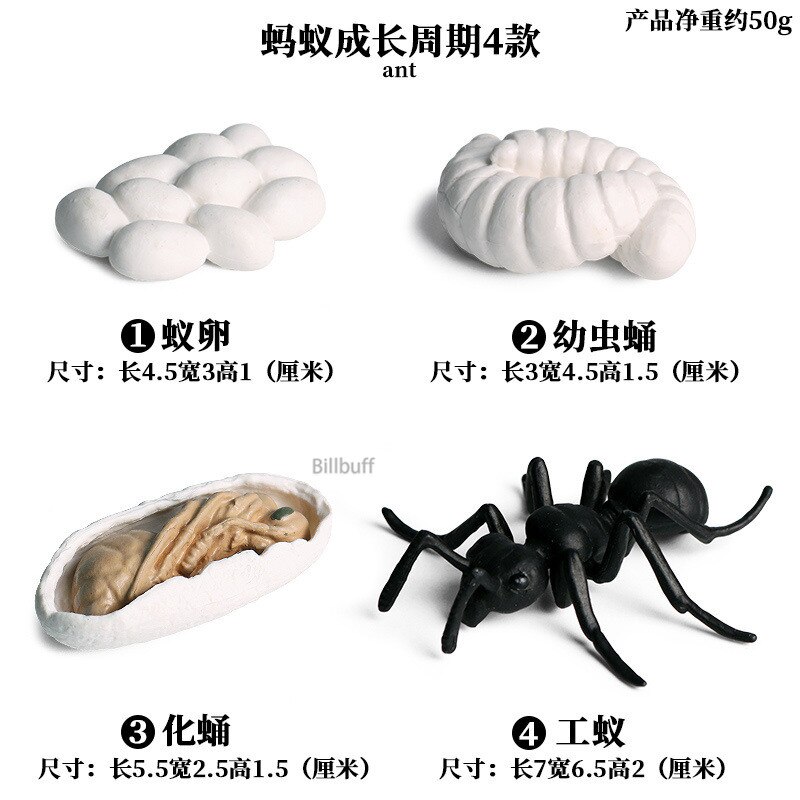 Butterfly Growth Cycle Bee Ladybug Spider Life Cycle Models Simulation Animal Model Action Figures Teaching Material For Kid: Animal Toys 10