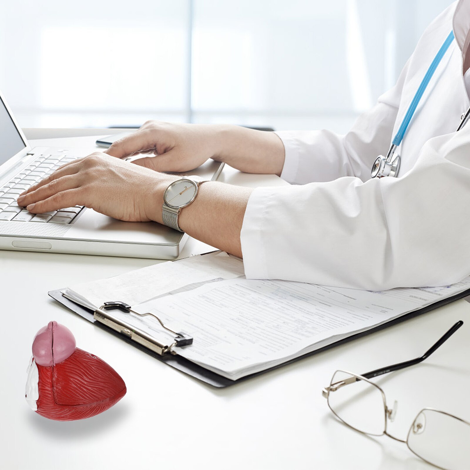 1pc Bladder Anatomical Model Prostate Anatomical Demonstration Model for School