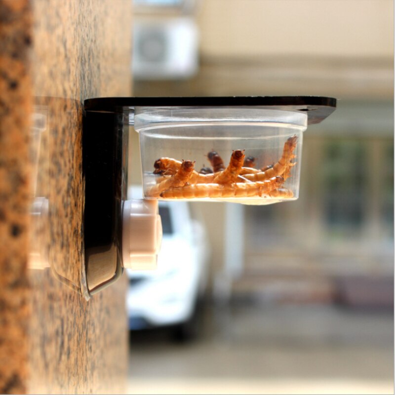 Tanque para reptiles, fuente de alimentación de agua para alimentación de comida, terrario, suministros para mascotas, araña insecto, hormigas, nido, serpiente, Gecko