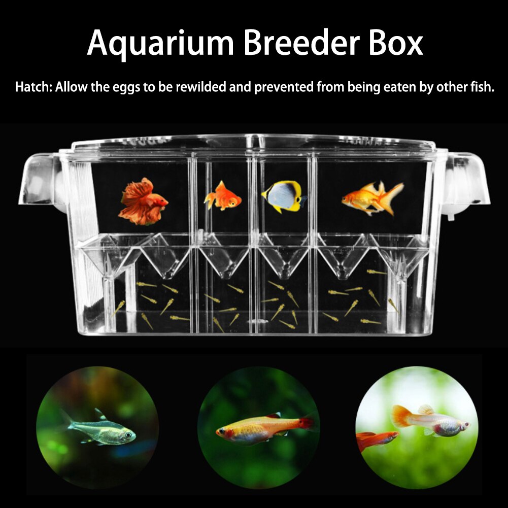 Large Clear Fish Breeding Isolation Box Aquarium B... – Grandado