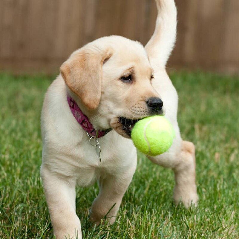 Welkin 63mm sällskapshund valp tennisboll kastare chucker launcher lekleksakstillbehör utomhussporter med gummi för husdjur
