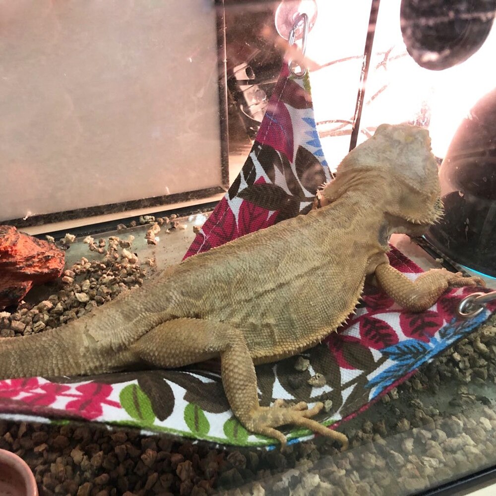 Huisdier reptiel hangmat hagedis slang hangend bed huisdier kooien bed reptielen benodigdheden voor reptiel slang hagedis klim slaapbed speel speelgoed