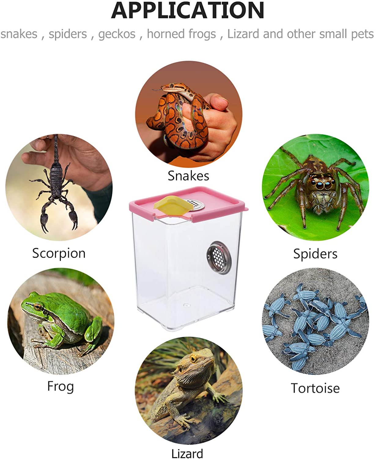 Breeding Box Plastic Reptile Terrarium Acrylic Clear Feeding Container Climbing Pet Box for Invertebrates Insect