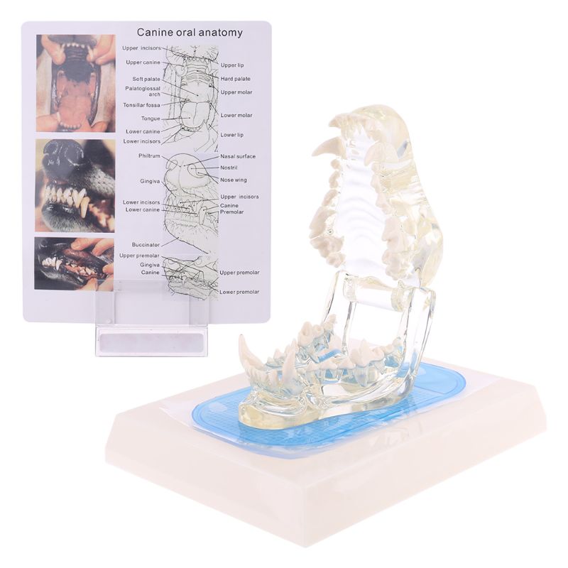 Transparante Hond Tanden Kaak Tand Model Anatomisch Onderwijs Demonstratie Veterinaire Canine