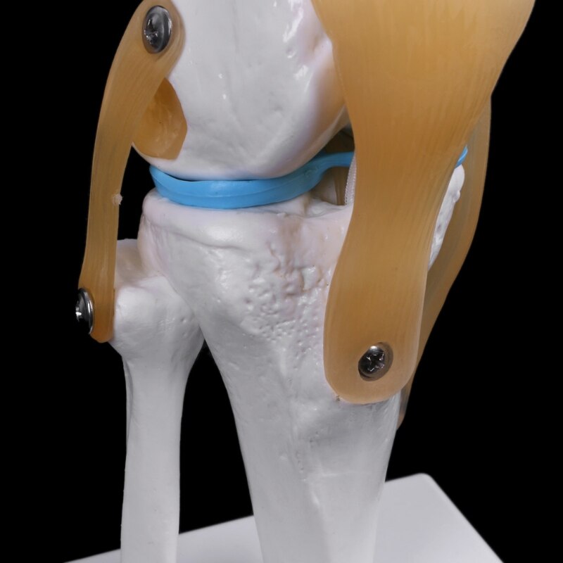 Modèle squelette Flexible d'articulation du genou anatomique humain aide à l'apprentissage anatomie