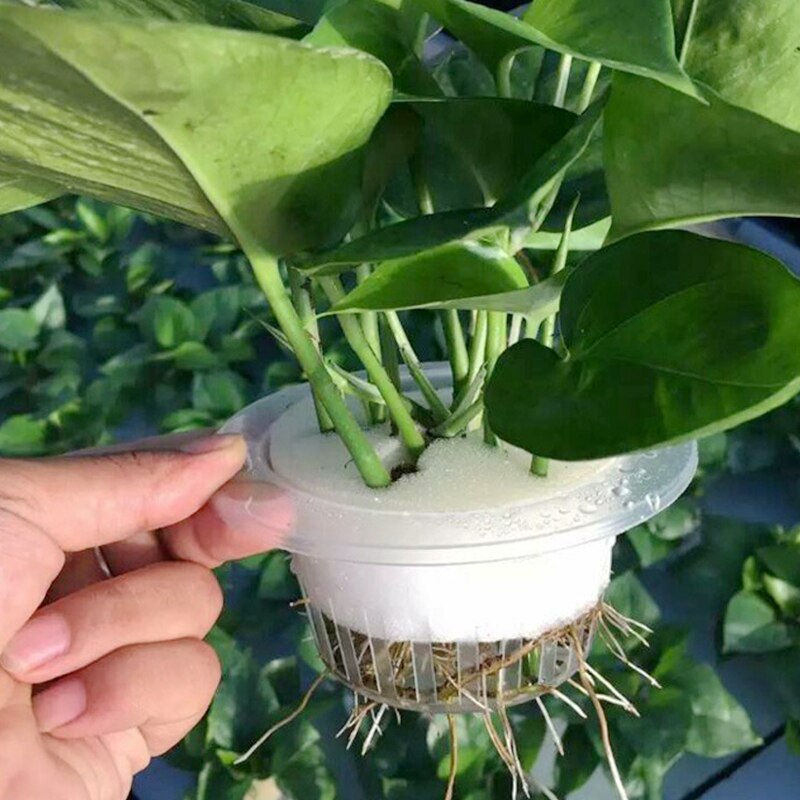 Pot de maille 78mm 50pcs panier hydroponique aquaponique sans sol cultiver panier hydroponique Net Pot plantation tasse NFT hydroponique