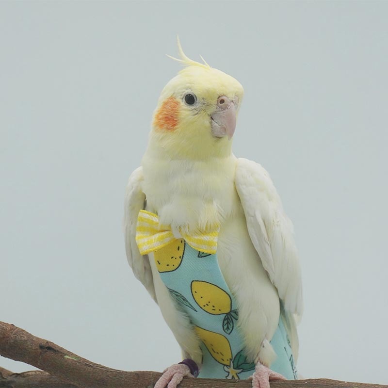 Couche-culotte pour perroquet, combinaison de vol avec nœud, vêtements pour perruches, Lovebird, Conure, perruche, petit, moyen et grand oiseau