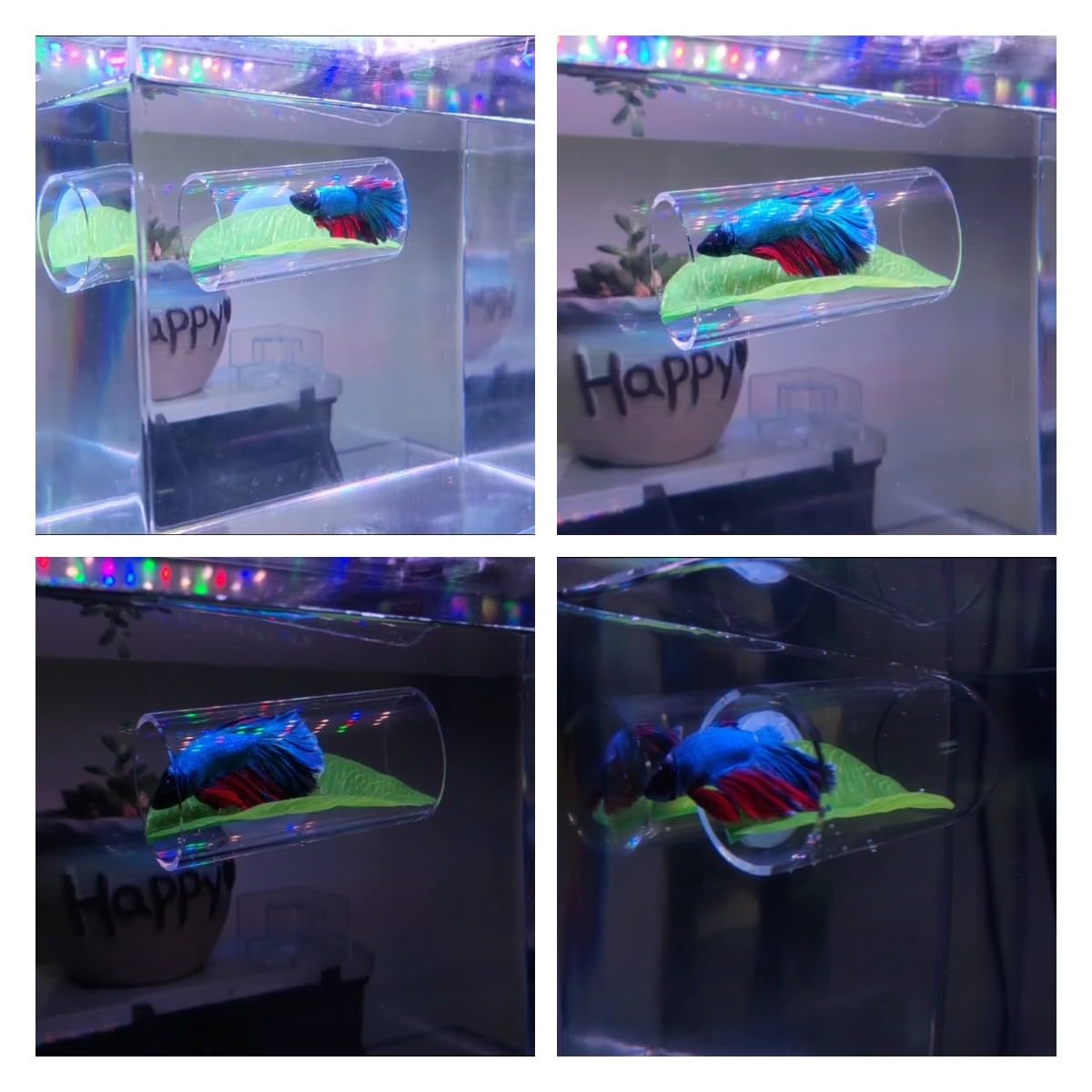 1/2Stck Betta Fisch Acryl Rohr Tunnel Hohl Aquarium Dekorationen Für Bessere Beobachtung Fische Verbessert Betta der Gesundheit