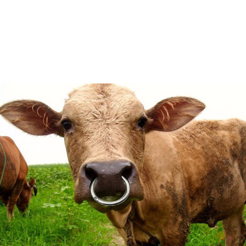 Anneau de nez de bœuf en acier inoxydable, 1 pièce, Machine à Baoding, Clip de nez de vache, avec Instrument