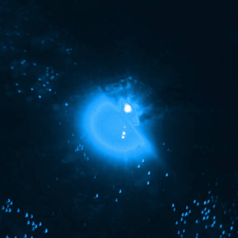 Mini LED Fishing Lure Deep Sea Underwater Tackle Fishing Squid Fish Lure Light Flashing Lamp: Blue