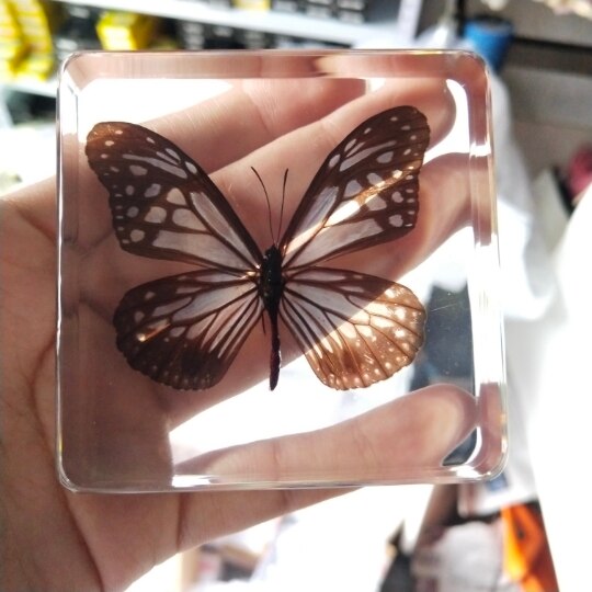 Animal Specimen Onderwijs Kinderen Speelgoed Dier Vlinder Hars Specimen Amber Goederen Van Voor Display Eerder Dan Voor Dragonfly: Parantica