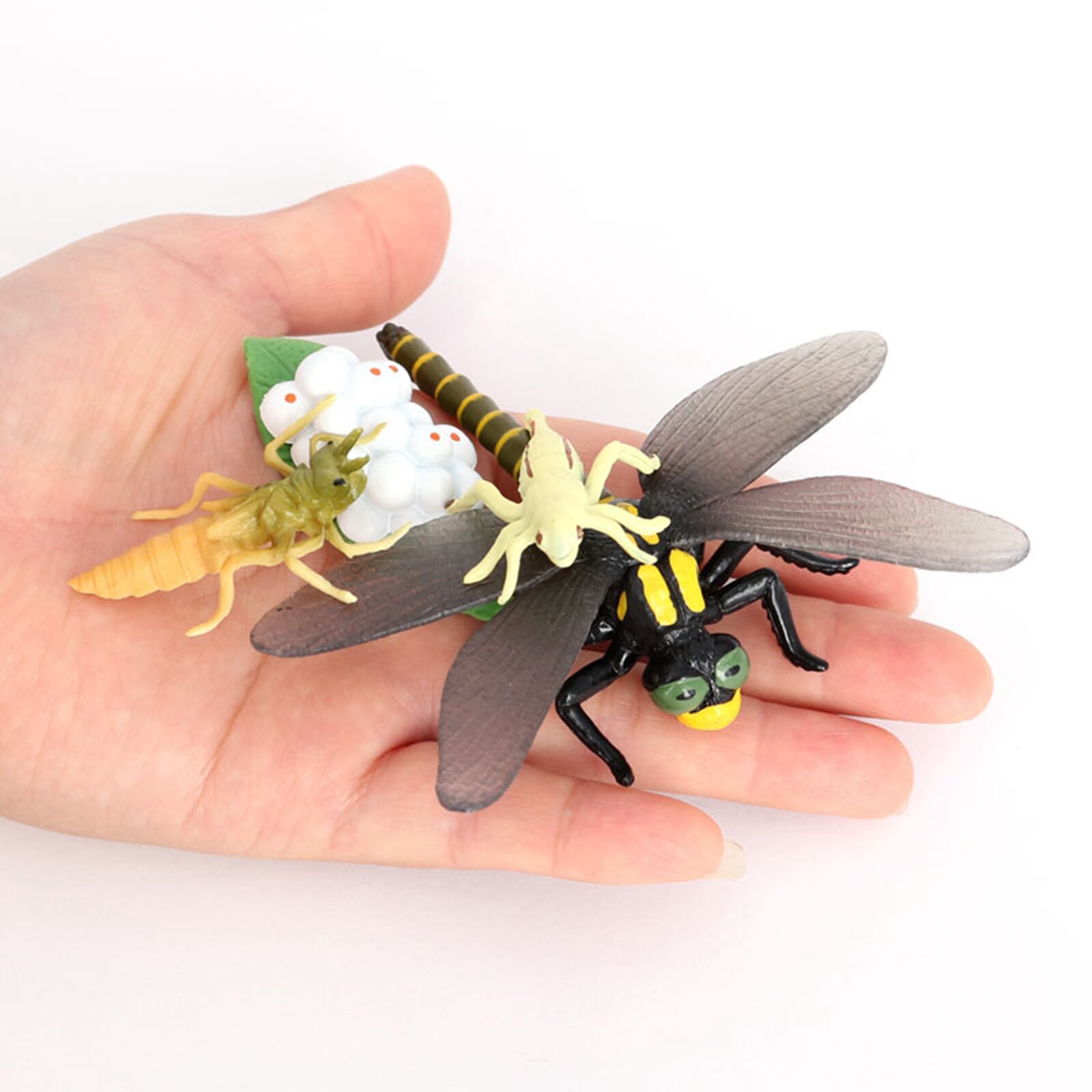 4 Stadia Levenscyclus Van Een Libel, Insecten Plastic Libel Speelgoed Figuur-Authentieke Hand Painted Model