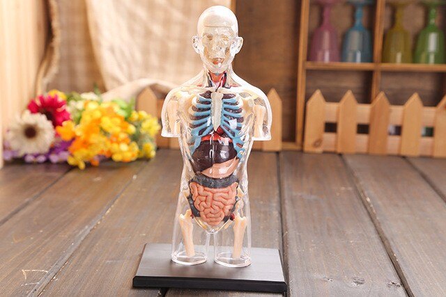 37 deel Gemonteerd Transparante Menselijke Torso Model Menselijke Anatomie Model 4D Buste Mannelijk Lichaam Hoofd Musculoskeletale Anatomie Wetenschap Model