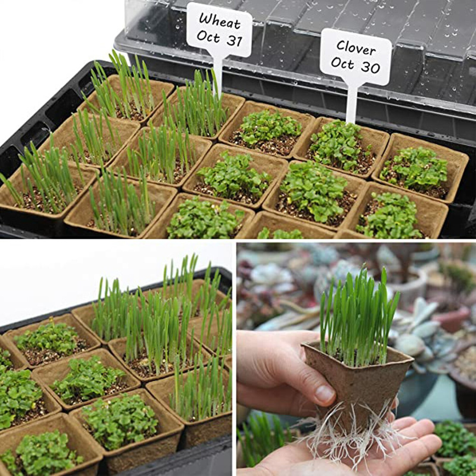 Seedling Tray Set with Transparent Lid Plant Germination Healthy Plastic Accessory