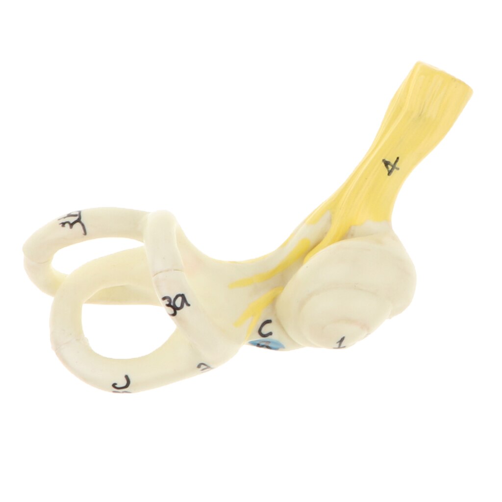 Magnification 5x Human Ear Semicircular Canal Cochlear Model Anatomical