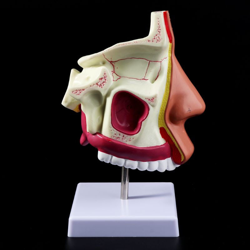 Menschlichen Nasenhöhle Anatomie Modell Medizinische Nase Hohlraum Struktur Für Wissenschaft Klassenzimmer Studie Anzeige Lehre