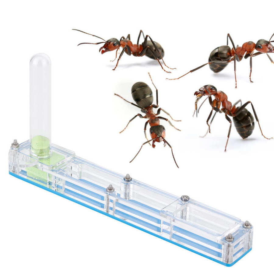 Acryl Mieren Fokken Transparante Insect Fokken Doos Formicarium Display Box Mier Living Voerbox: Blue lair