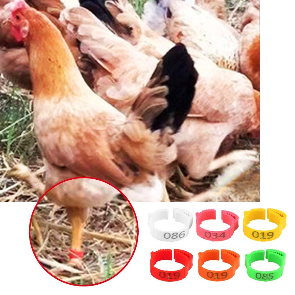 200 Uds patas de gallina anillo de tamaño ajustable aves de corral de la etiqueta Digital hebilla anillo 6 colores de plástico chica pato ganso granja equipo