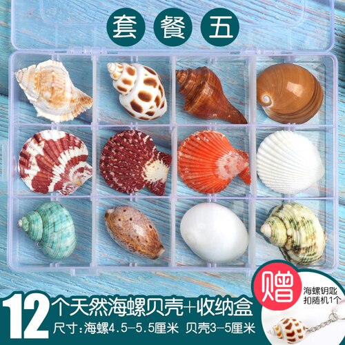 Natuurlijke Shell Schelp Exemplaren Populaire Wetenschappelijke Materialen Conch Geschenkdoos Kleuterschool Voorschoolse Mariene Biologie Collection Craft: 5