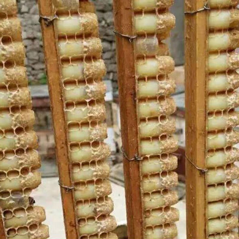 Queen Bee Cell Cups Tools bee Larva Rearing Cup Royal Jelly Storage Strips Bee Farm Apiculture Beekeeper Beekeeping Bee Tools