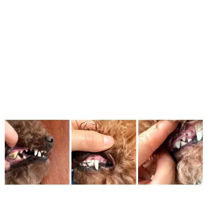 Pet calculus remover dog ultrasonic tooth washer bad breath oral cleaning artifact deodorizing teeth cleaning