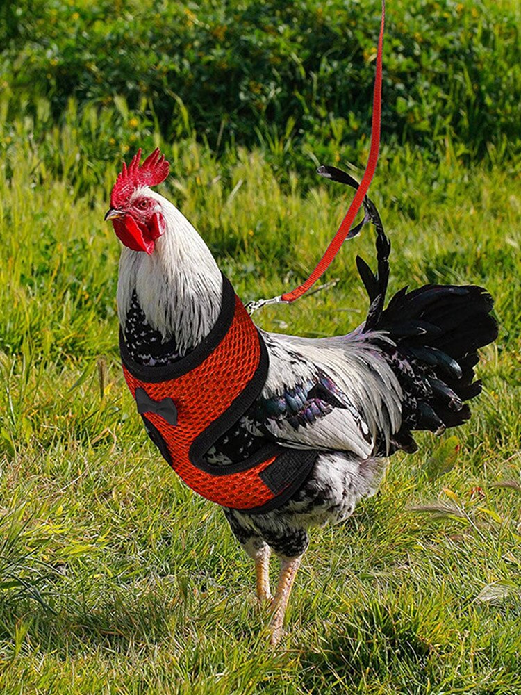 Pettorina di pollo regolabile con guinzaglio gilet traspirante per animali domestici per gallina di pollo anatra maglia per animali domestici gilet di sicurezza traspirante