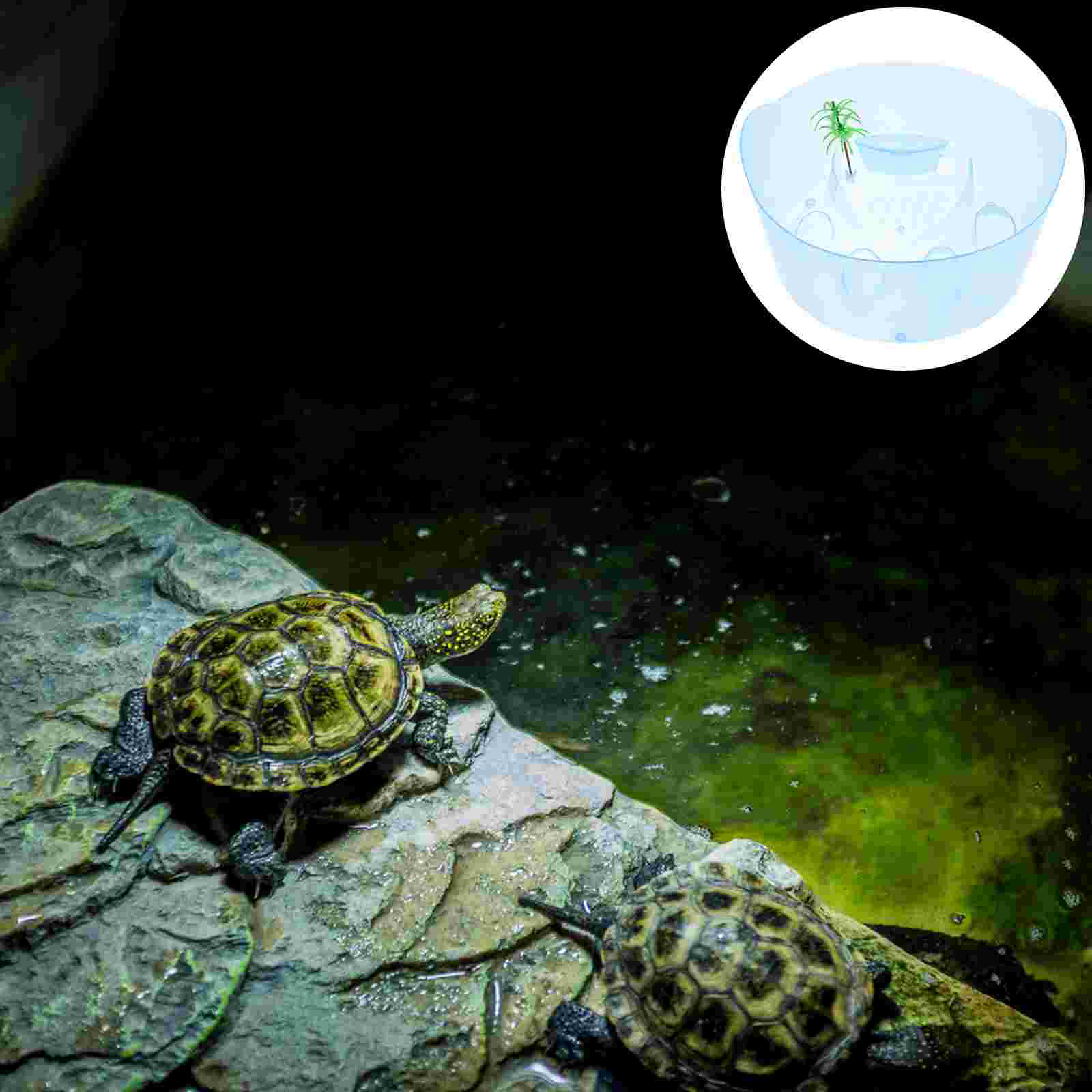 Reptile Feeding Box Plastic Pet Tortoise Tank Tortoise Breeding Case Turtle Feeding Tank