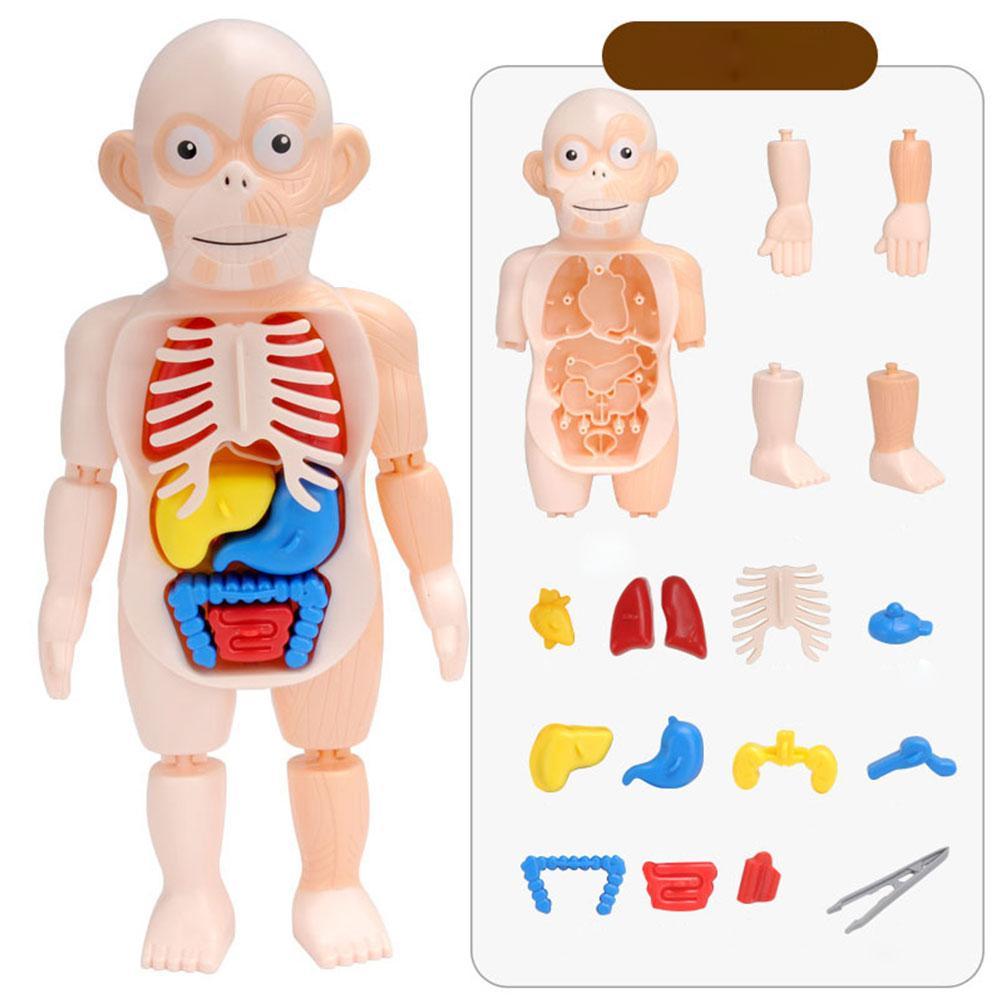 3D Menselijk Lichaam W/Organen Anatomie Educatief Diy Speelgoed Game Gereedschap Scary Demonstratie Voor Kinderen Onderwijs J9W5