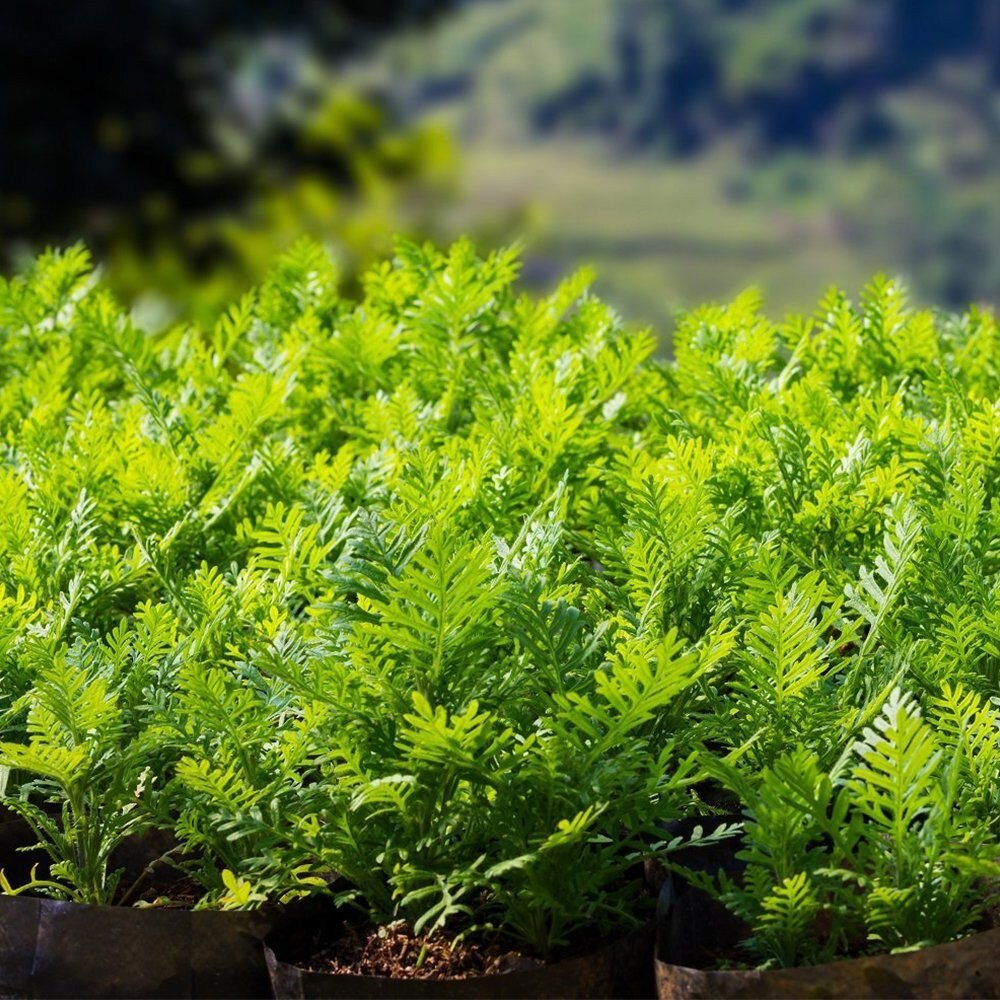 Odlingspåse för grönsaksväxter gör-det-själv-potatisodla planter pe trasa tomatplanteringsbehållare påse förtjocka trädgårdskruka trädgårdstillbehör 3.6#10