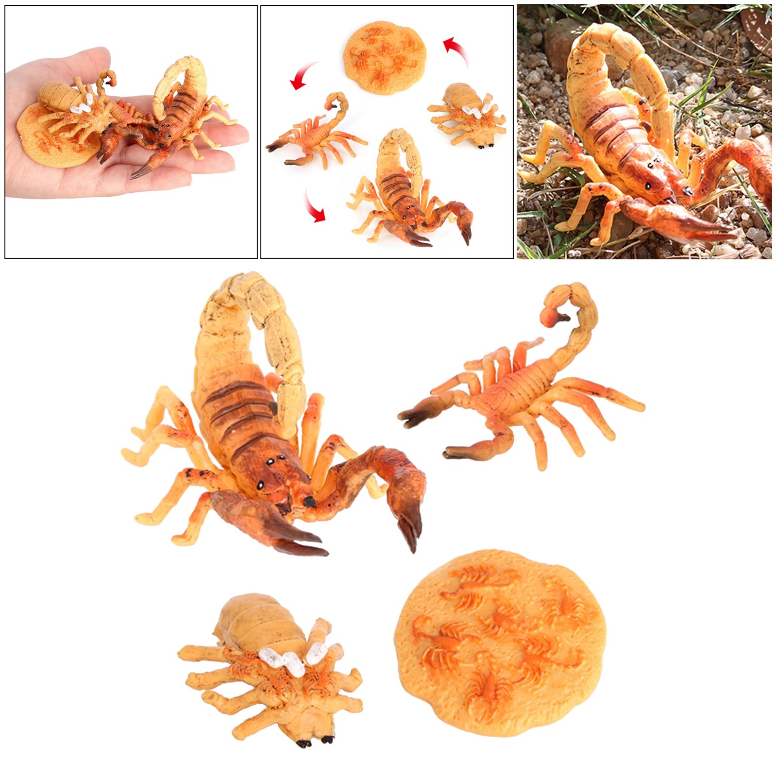 Modèle de Cycle de vie Scorpion de jouet préscolaire de développement éducatif précoce de bébé