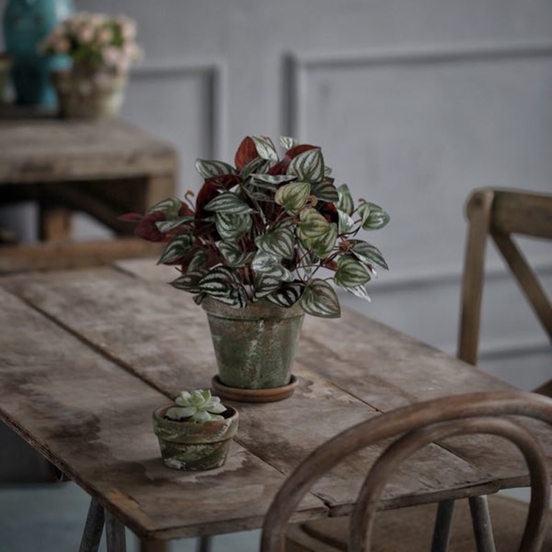 Red pottery flowerpot simple ceramic planter green plant ancient moss pot plant flowerpot aerated moss flowerpot flowerpot moss