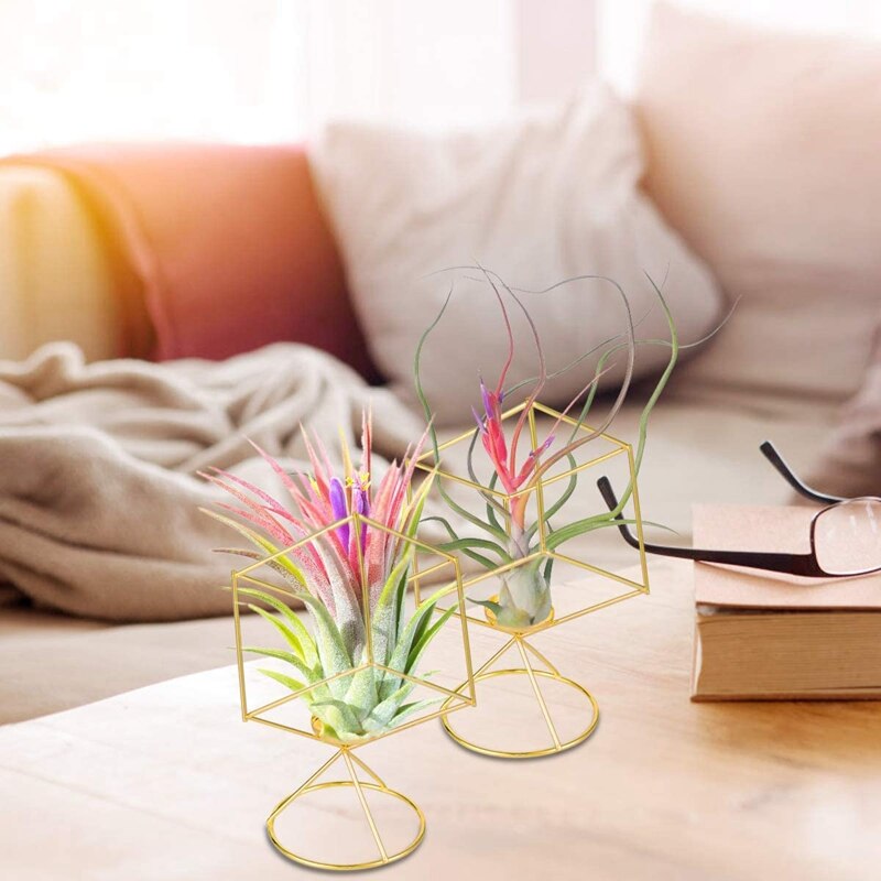 2 pack luftväxthållare tillandsia luftväxter står hängande behållare displayställ för idé