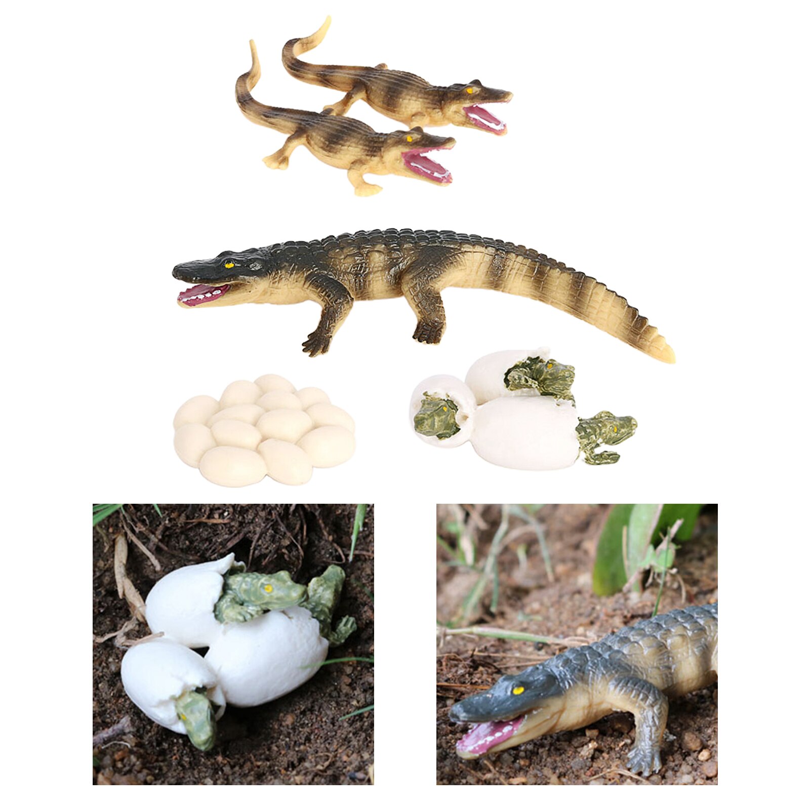 4X Natuur Krokodil Groei Speelgoed Dier Groei Cyclus Leermiddelen Realistische