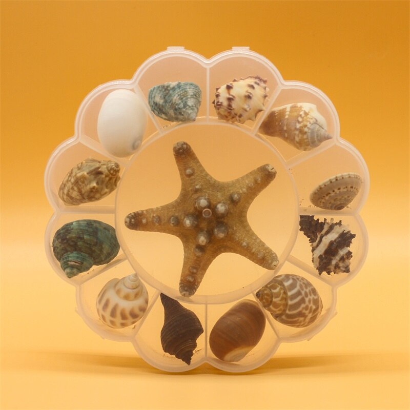 Natuurlijke Schelp Zeester Exemplaren Box Voor Kinderen Voorschoolse Mariene Biologie Populaire Wetenschap Decoratie Ambachten