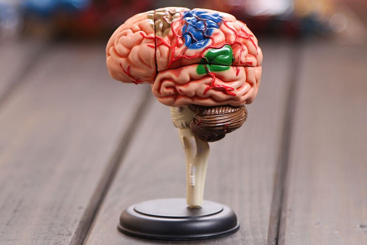 4D modello del cervello cervello modello di struttura assemblato Anatomia Umana modello tridimensionale