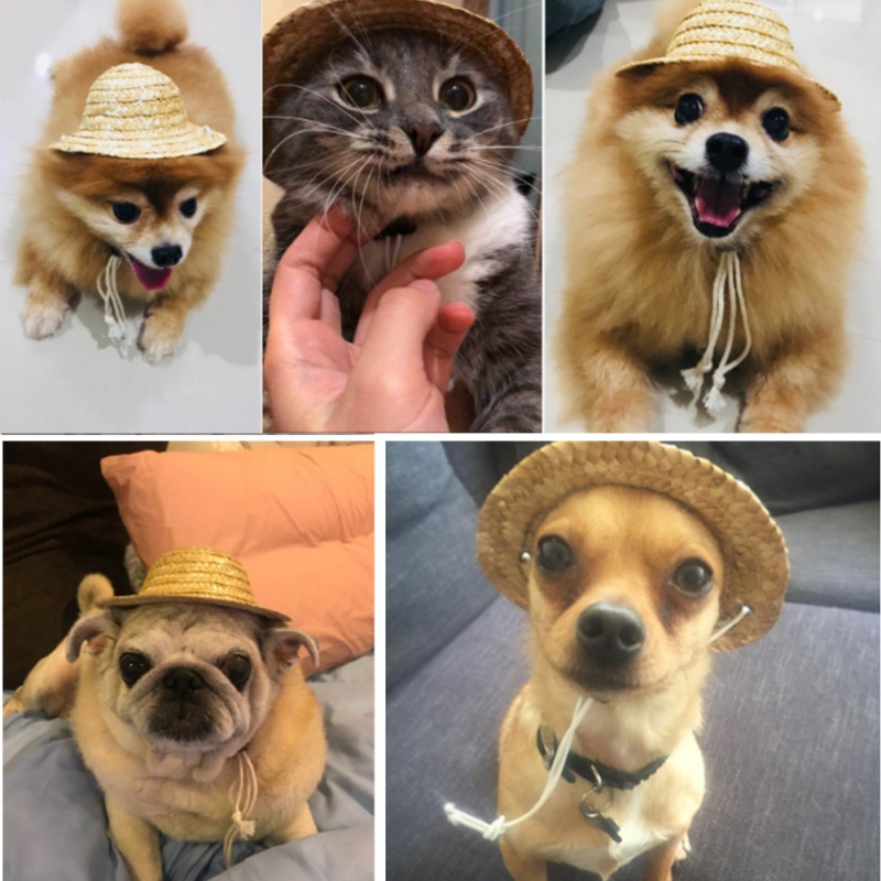 Sällskapsdjur sombrero hatt hund katt hatt liten sällskapshund utomhus tillbehör vandring sällskapsdjur produkter små/stora hundar hattar