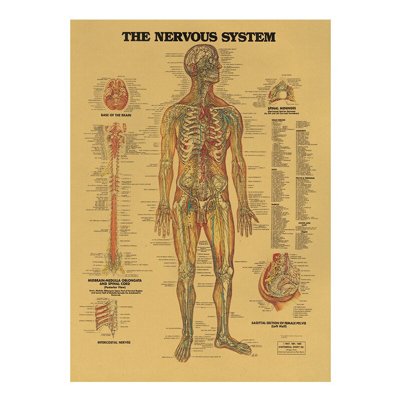 Illustrazione del corpo umano-tessuto muscolare carta kraft poster retrò aula museo pittura decorativa poster e stampe