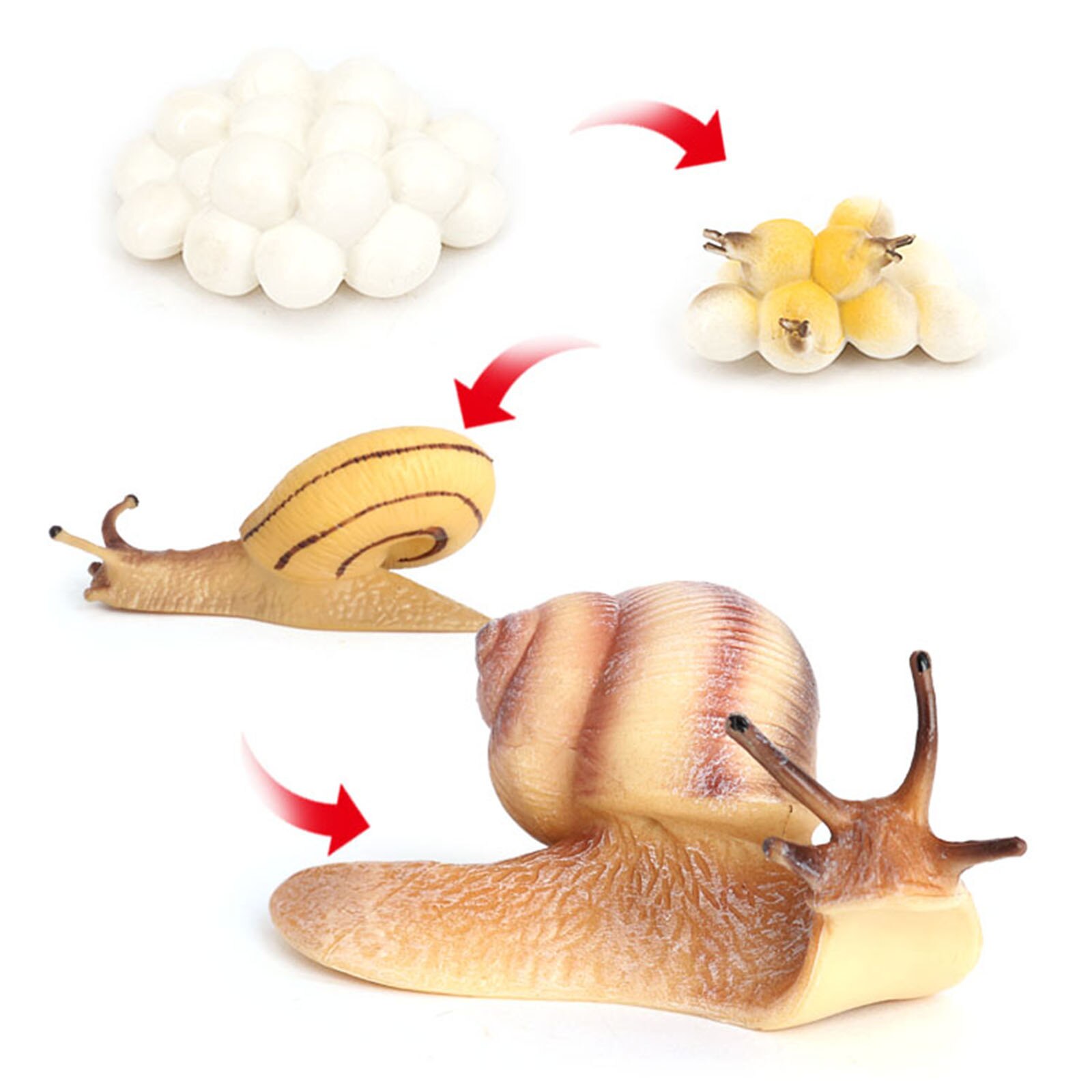 Ciclo di vita del modello del ciclo di crescita dell&#39;insetto della natura a quattro stadi dei giocattoli di biologia della lumaca