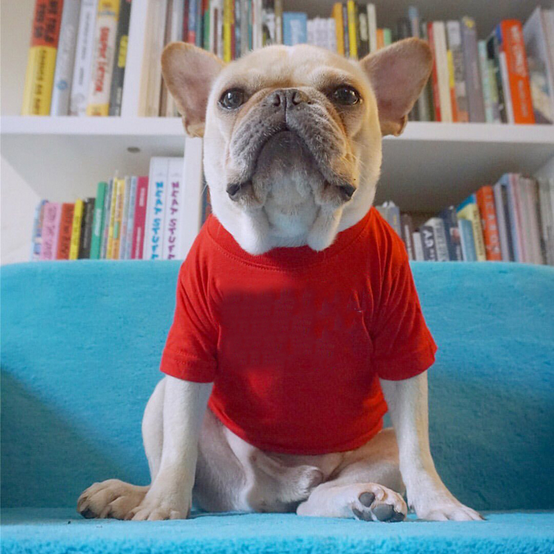 Dog Shirt for Small Dogs Plain T-Shirts Soft Dog Cotton Shirt Puppy Clothes for Spring Summer Breathable Pet Apparel Accessories