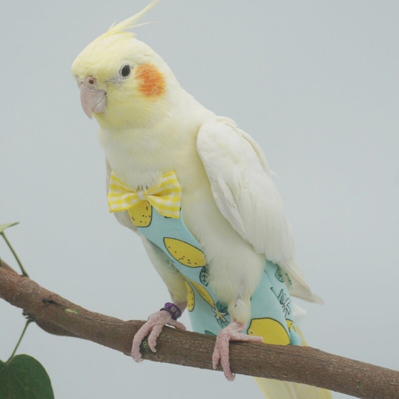 Couche-culotte pour perroquet, combinaison de vol avec nœud, vêtements pour perruches, Lovebird, Conure, perruche, petit, moyen et grand oiseau