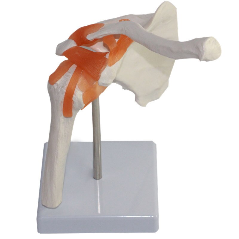 1:1 mänsklig anatomi skelett anatomisk modell i naturlig storlek skalle odontologia axel ben muskel led anatomisk modell med ligament