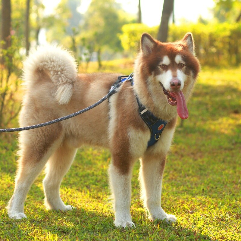 Nylon Pet Dog Harness French Bulldog Harness.Puppy Small Dogs.Harnesses Adjustable Pet Dog.Chest Strap Pet Dog Accessories