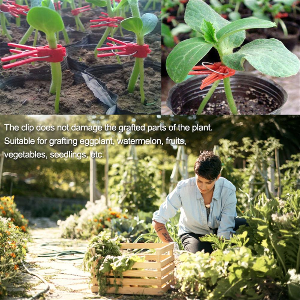 Pinzas de plástico para Injerto de plantas, herramientas de jardín para pepino, sandía, jardín, verduras, flores, tomate, vid, arbustos, plantas, 30E, paquete de 50 Uds.
