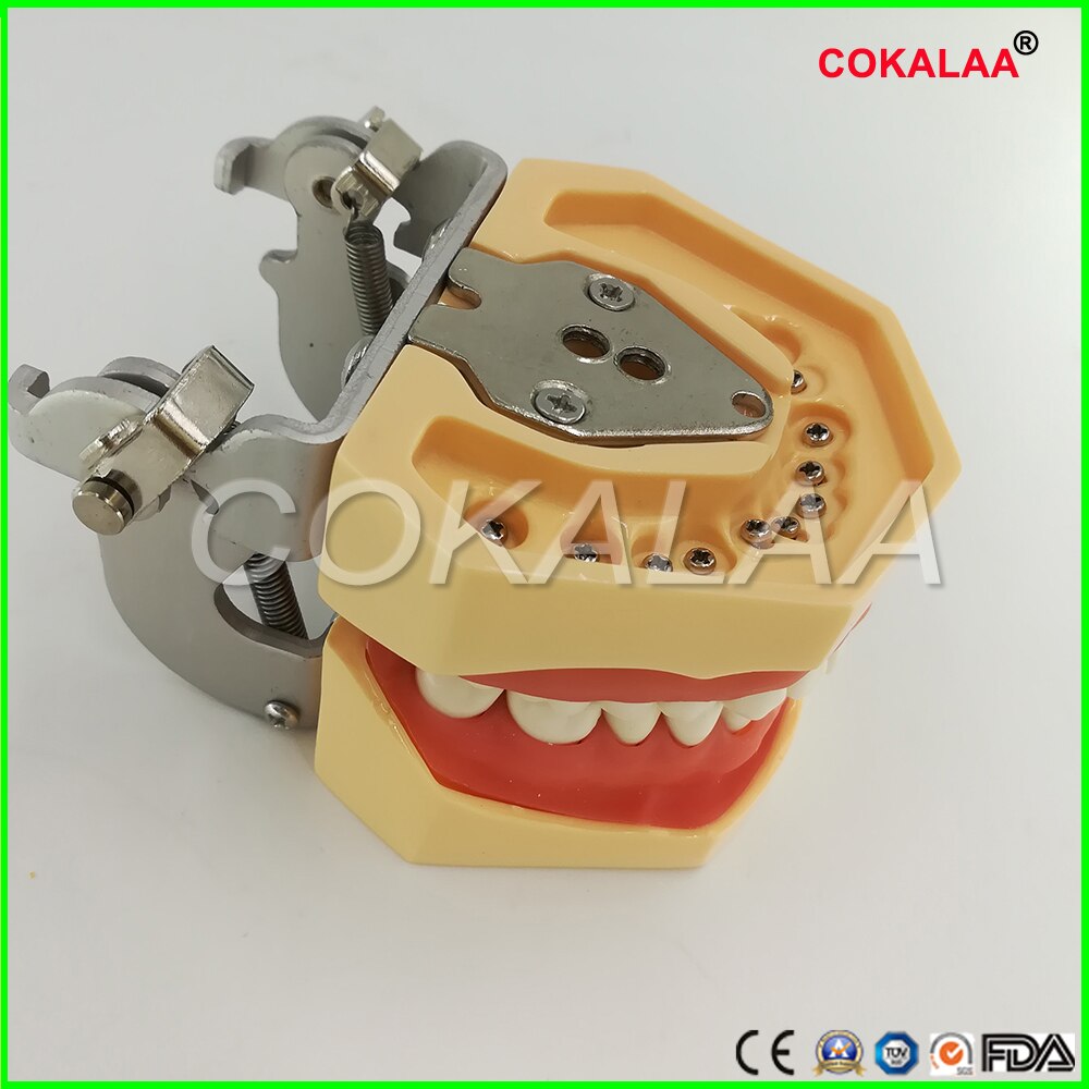 Student Learning Model Dental phantom head model Silicone Mask with 28 Pieces Screw Fixed Teeth