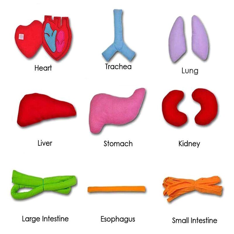 Kinderen Anatomie Schort Menselijk Lichaam Organen Awareness Voorschoolse Wetenschap Home School Leermiddelen Educatief Inzichten Speelgoed