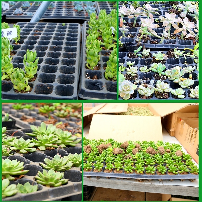 5 Stuks Dikker Kwekerij Pot Plaat 200 Gaten Plastic Tuin Plant Containers Zaailing Starter Voortplanting Lade Voor Succulent Bloem