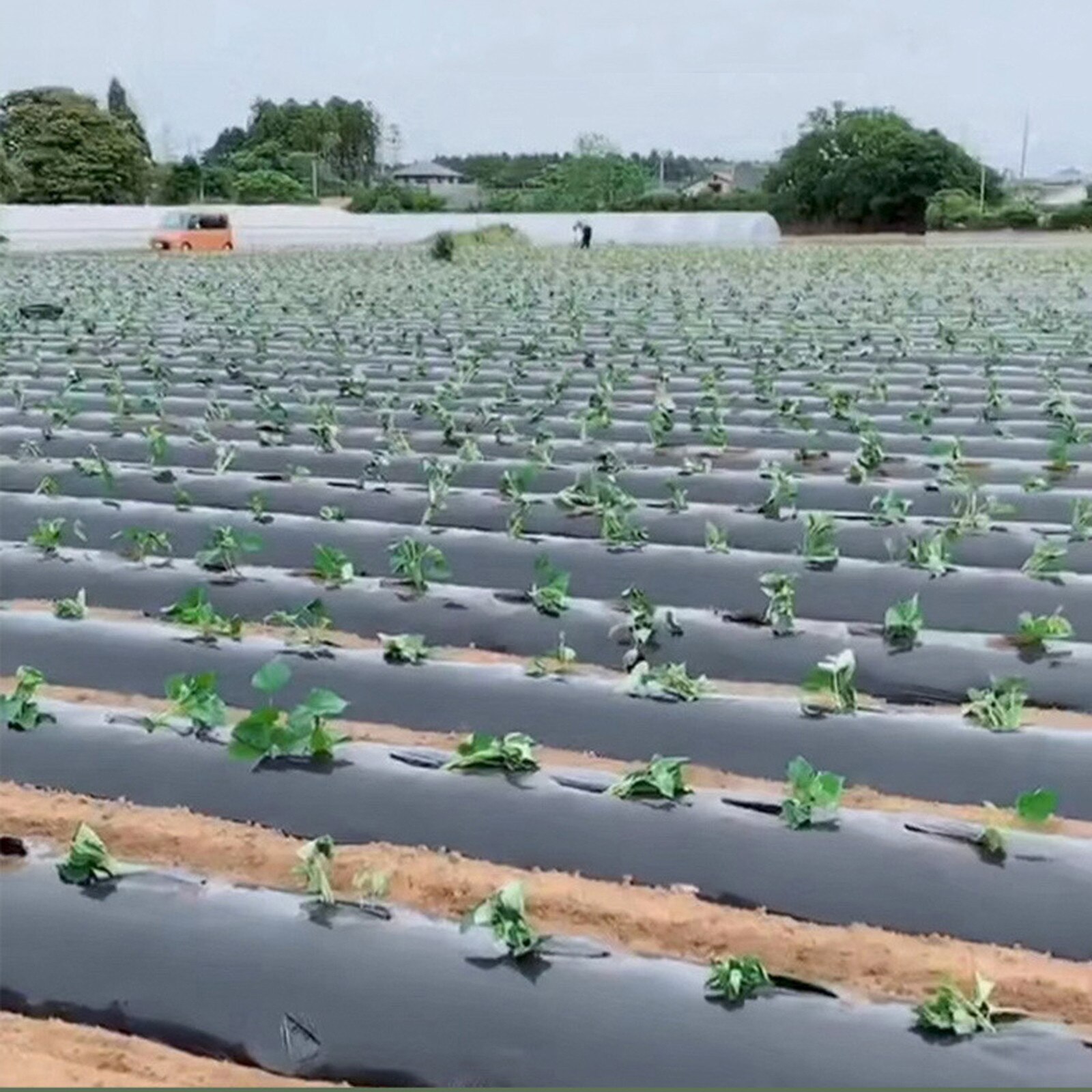 Garden Films Plastic Perforated Mulch PE Agricultural Insulation Perforated Film Insulation Moisturizing Films Garden Supplies